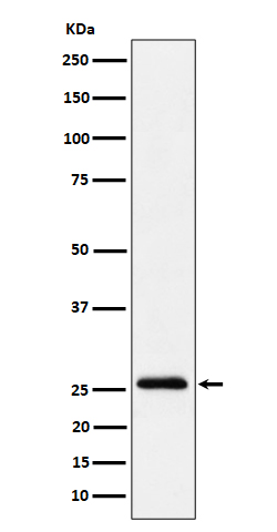 TEMT Rabbit mAb