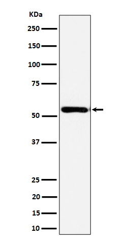 AER61 Rabbit mAb