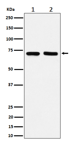 PREPL Rabbit mAb