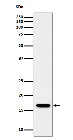 TCEB2 Rabbit mAb