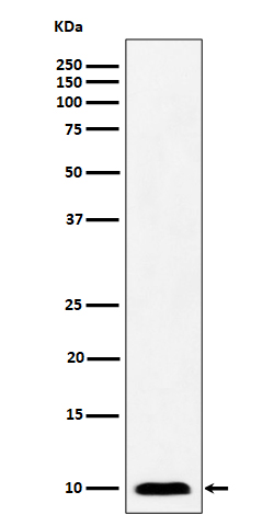 NDUFAB1 Rabbit mAb