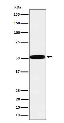 htrA1 Rabbit mAb