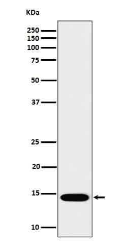 IL22 Rabbit mAb