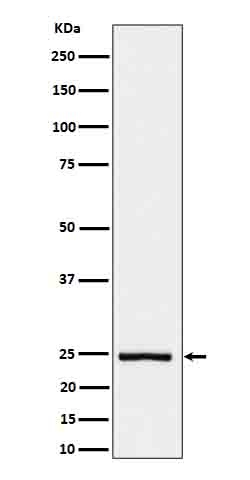 IL26 Rabbit mAb