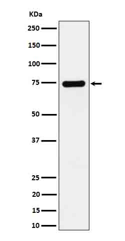 Dopamine beta Hydroxylase Rabbit mAb