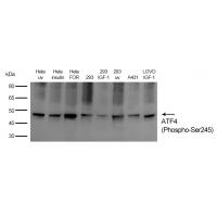 ATF4(Phospho-Ser245) Antibody