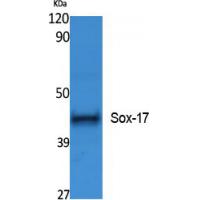 SOX17 Antibody