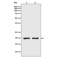 CPI17 alpha Rabbit mAb