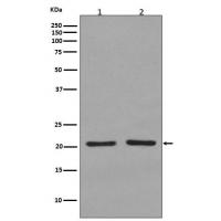 KRAS+HRAS+NRAS Rabbit mAb 