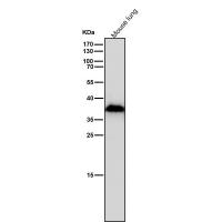 AKR1C3 Rabbit mAb