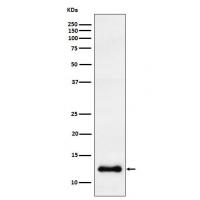 CCL23 Rabbit mAb