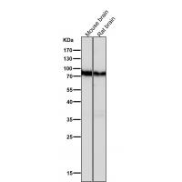 B Raf Rabbit mAb