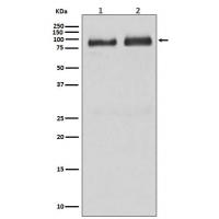 B Raf Rabbit mAb