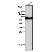 ELK1 Rabbit mAb