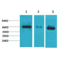 Bestrophin-1 Polyclonal Antibody