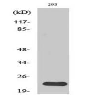 NRAS/HRAS/KRAS Antibody