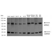 MPEG1 Antibody