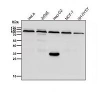 PSD93 Rabbit mAb