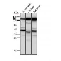 PSD93 Rabbit mAb