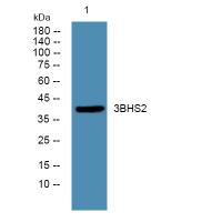 3BHS2 Polyclonal Antibody