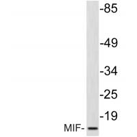 MIF Polyclonal Antibody