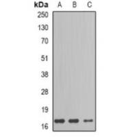 GIP Antibody