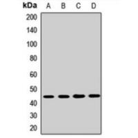 FNTA Antibody