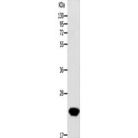 GCH1 Antibody