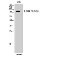 Tau(Phospho-Ser673) Antibody