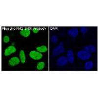 Phospho-Nrf2(S40) Rabbit mAb