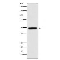 MEIS1 Rabbit mAb