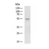 IRG1 Antibody