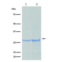 Recombinant Escherichia coli Oxygen-insensitive NADPH nitroreductase(nfsA)