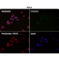 LRP1 Rabbit mAb