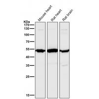 Angiopoietin 2 Rabbit mAb