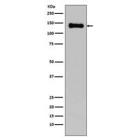 Cadherin Rabbit mAb