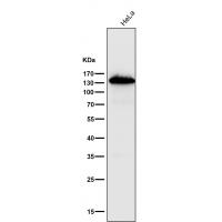 Cadherin Rabbit mAb