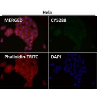 Cadherin Rabbit mAb