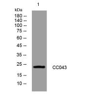 CC043 rabbit pAb