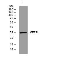 METRL rabbit pAb