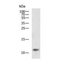 CCL3L1 Antibody