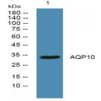 AQP10 Antibody