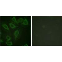 PECAM-1 (Phospho-Tyr713) Antibody