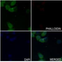 SHP-2(Ab-542) Antibody