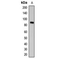 TAP1 antibody