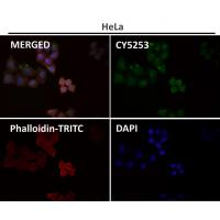 CD63 Rabbit mAb