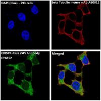 CRISPR-Cas9 SP Rabbit mAb