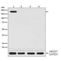 CRISPR-Cas9 SP Rabbit mAb