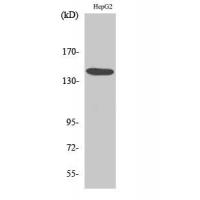 MET Antibody