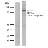 Stat5 (phospho Tyr694/699) Polyclonal Antibody